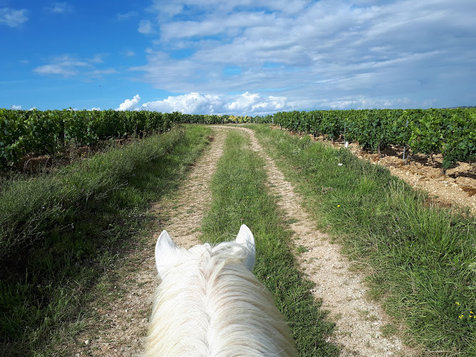 A Cheval Dans L'Yonne