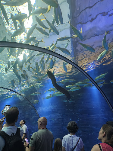 Aquarium de Calais ( cercle aquariophile du Calaisis)