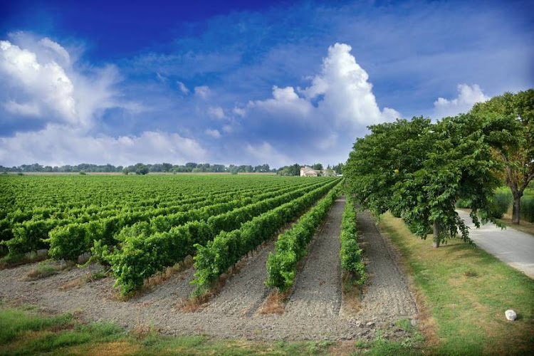 Domaine Mas de Rey