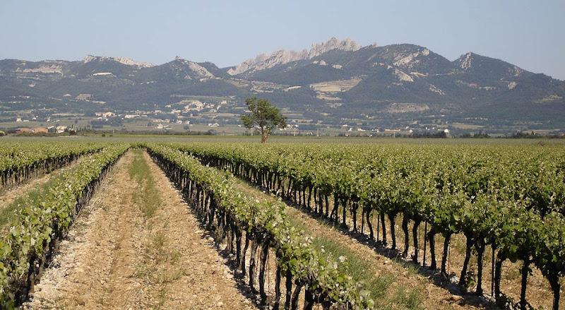 Domaine Martin : Crûs et vins des côtes du rhône