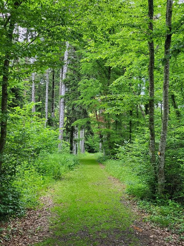 Forêt de la Comté