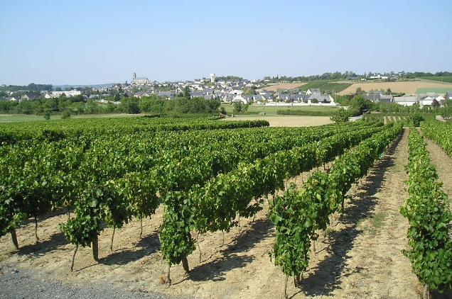 Domaine DELAUNAY - Vignoble et Verger en Anjou (entre Angers et Nantes)