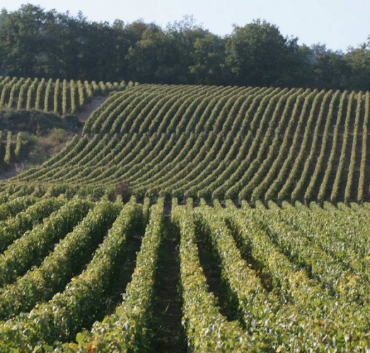 Domaine Chanson