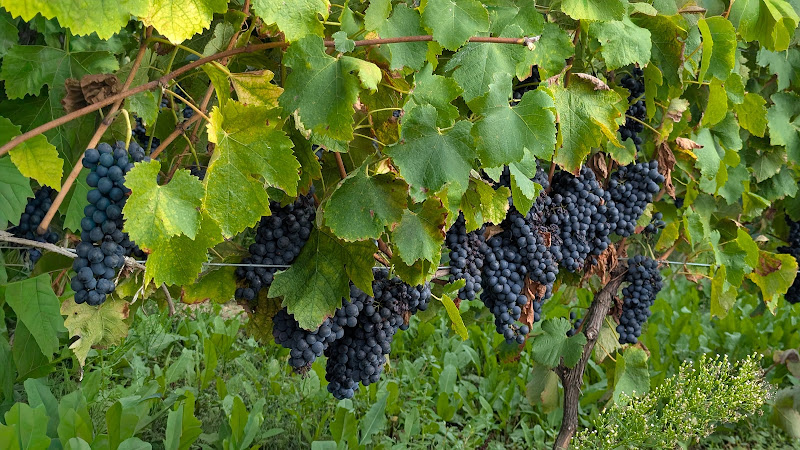 Domaine la Croix des Marchands
