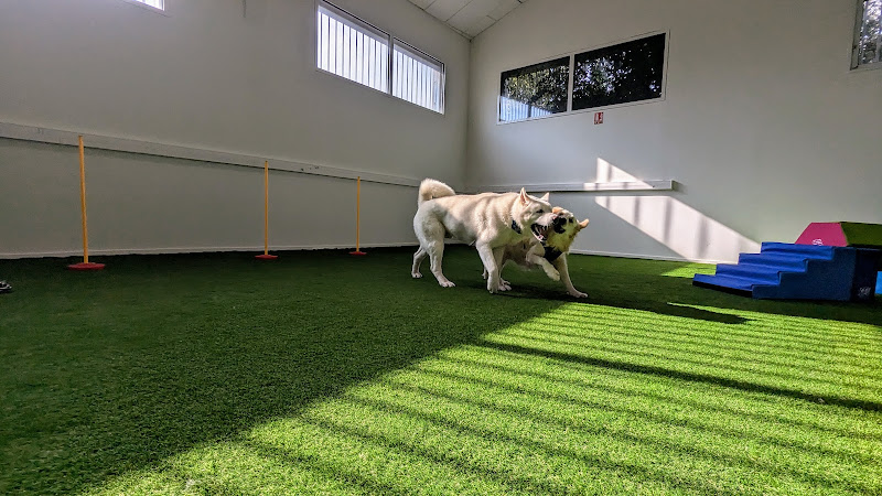 Dog-Day Club - Parc intérieur avec Bar&Snack, garderie et éducation pour chiens