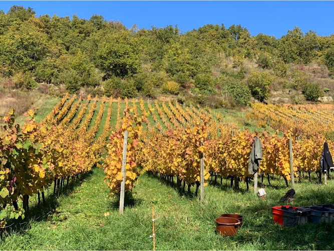 Vins Falguieres Rodez