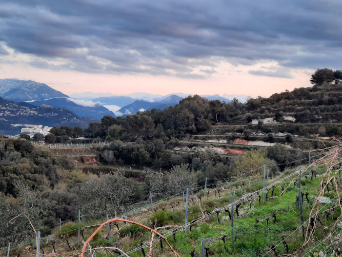 Domaine de Vinceline - Bellet - Olive de Nice