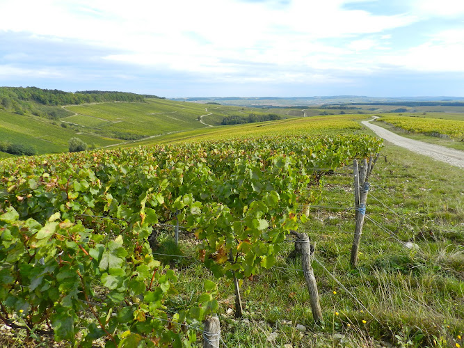 VIGNOBLE ANGST