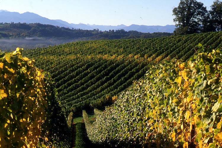 SCEA DU DOMAINE DE CAUHAPE