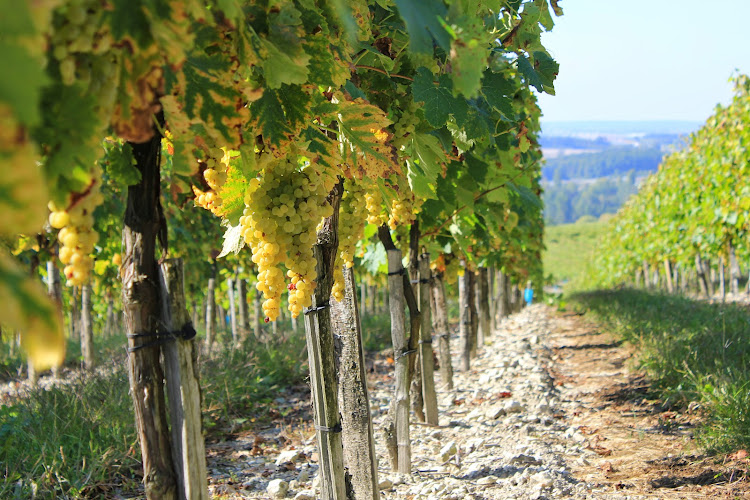Domaine Viticole Conte et filles