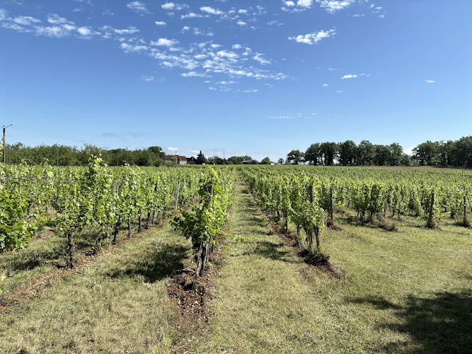 Vignoble Pierro