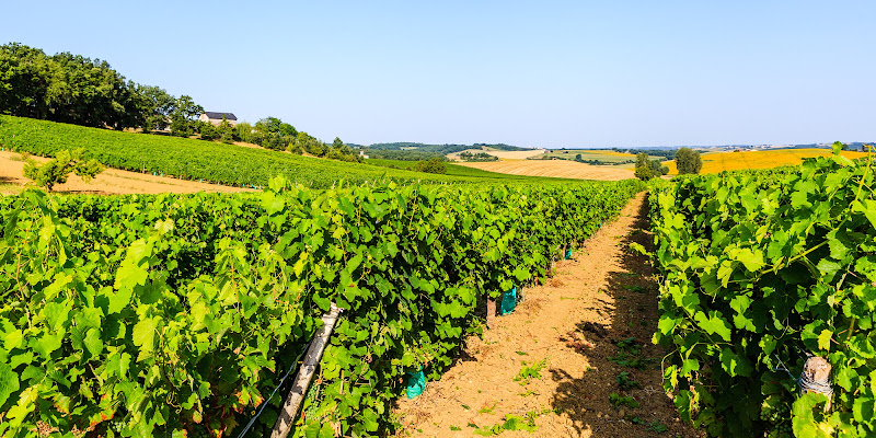 Vin de Gaillac - Domaine de Long-Pech