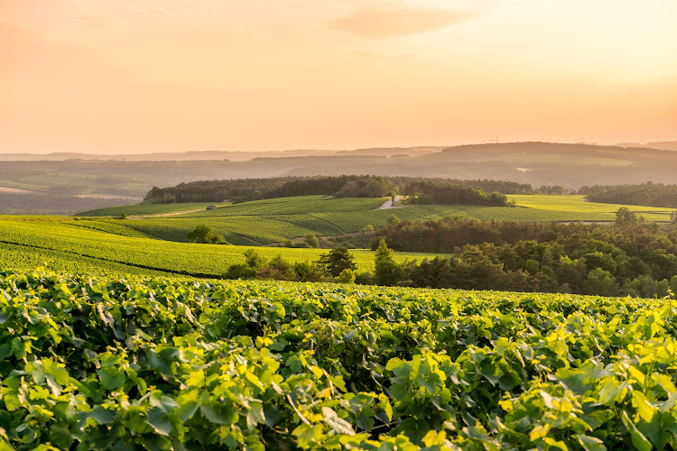 Champagne Gremillet Aube