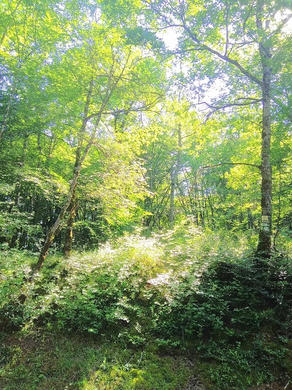 Forêt de Grésigne
