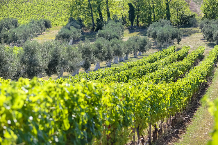 Domaine Les Amoureuses