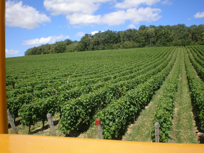 Domaine Couet Fontaine - Coteaux du Giennois / Pouilly fumé