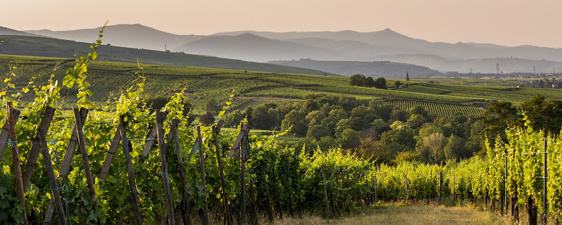 Domaine Joseph Gruss & Fils (Vins Fins d'Alsace)