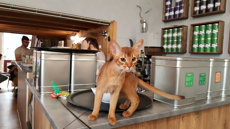 Le GentleCat · restaurant · bar à chats · bar à jeux · brunch · salon de thé (interdit moins de 12 ans)