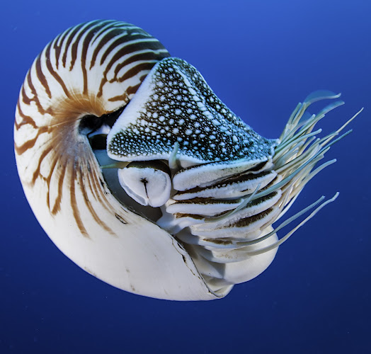 Nautilux Plongée