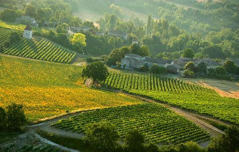 Vins de Gaillac