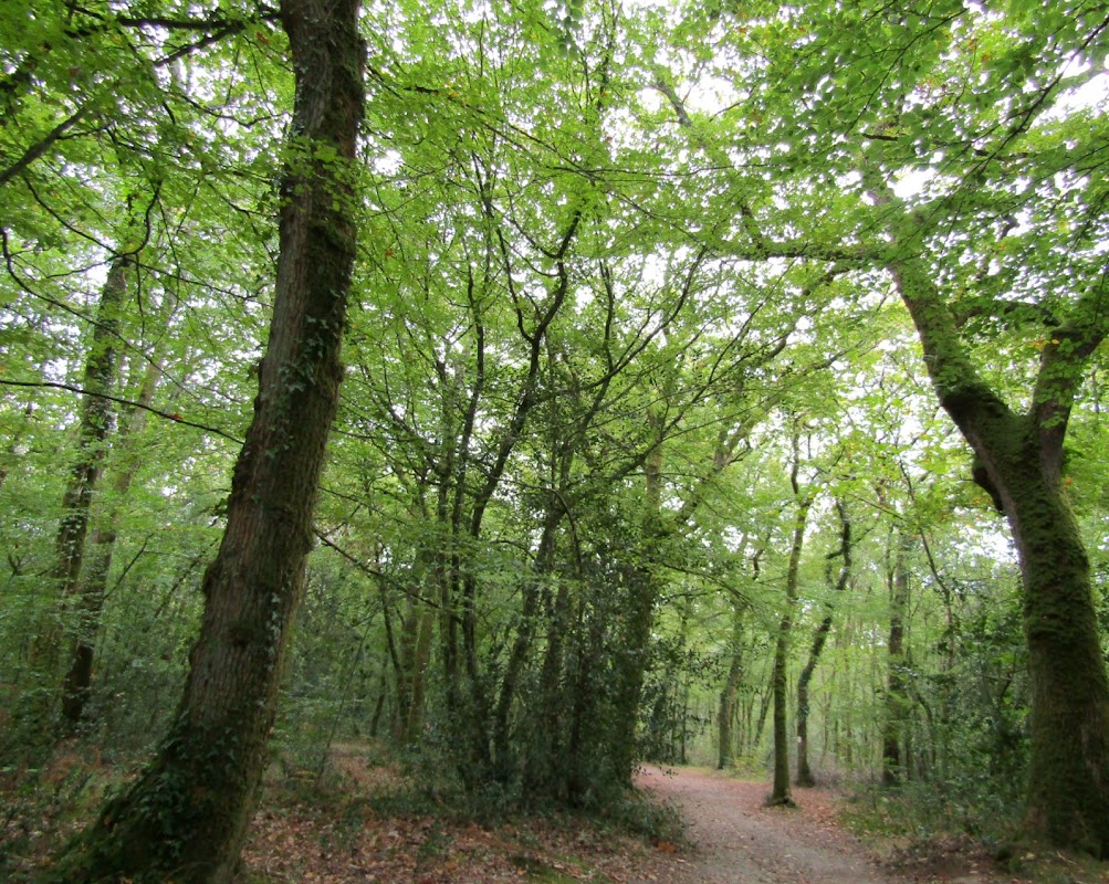 Forêt de Touffou