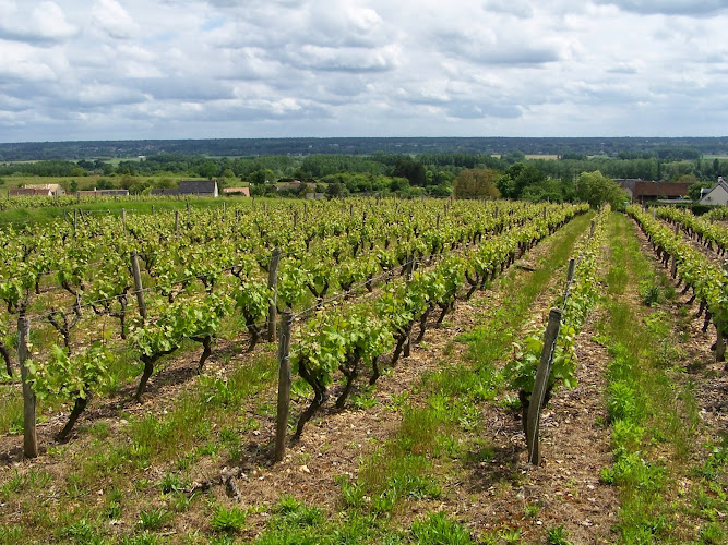 Domaine Thierry et Tanguy COSME