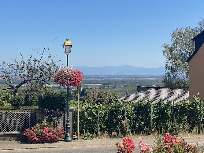 Cattin Grands Vins et Crémant D'Alsace